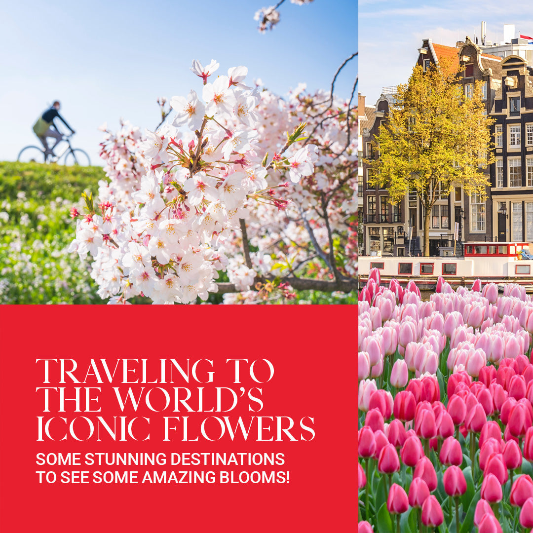 Traveling to the World's Iconic Flowers